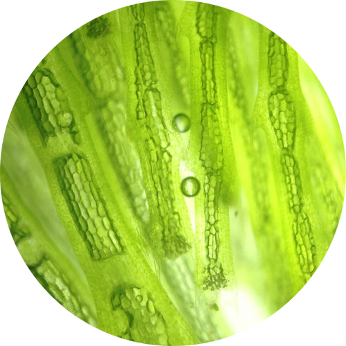 Microalgae