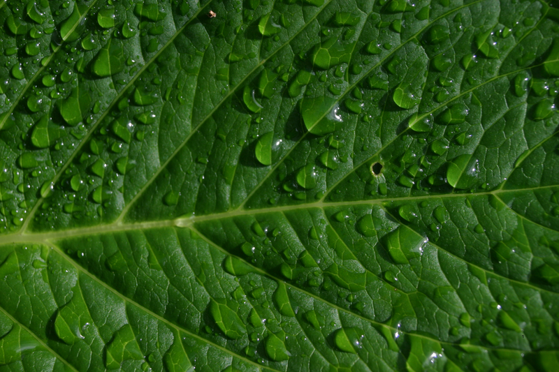 Green Peel