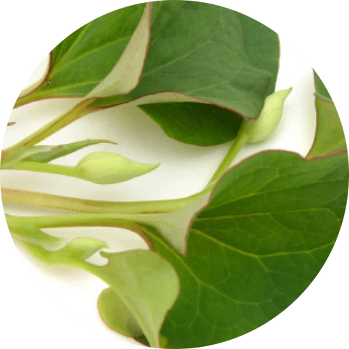 Heartleaf Extract